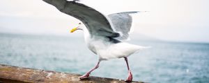 Preview wallpaper seagull, bird, wings