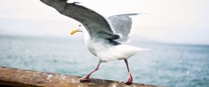 Preview wallpaper seagull, bird, wings