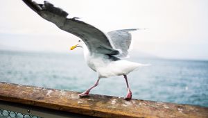 Preview wallpaper seagull, bird, wings