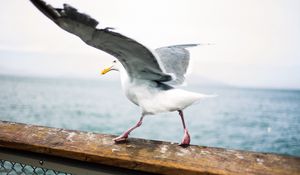 Preview wallpaper seagull, bird, wings