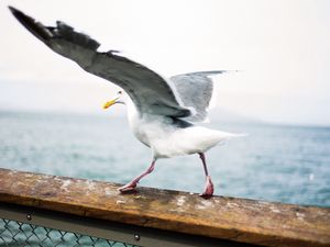 Preview wallpaper seagull, bird, wings