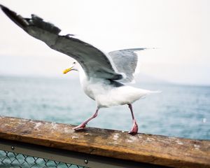 Preview wallpaper seagull, bird, wings