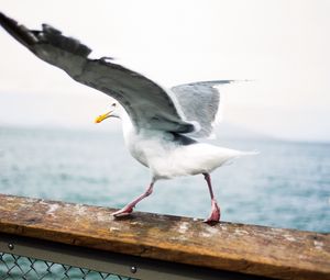 Preview wallpaper seagull, bird, wings