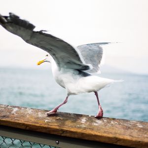 Preview wallpaper seagull, bird, wings