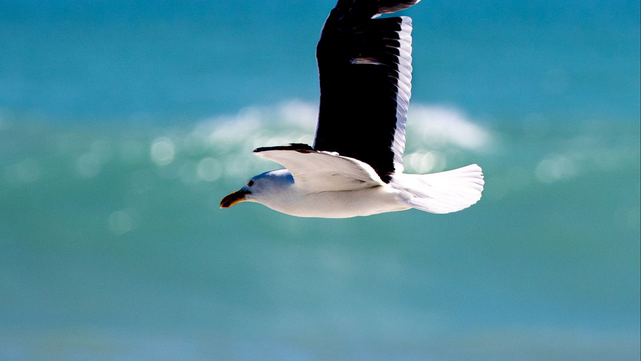 Wallpaper seagull, bird, wings, flight, blur