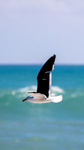 Preview wallpaper seagull, bird, wings, flight, blur