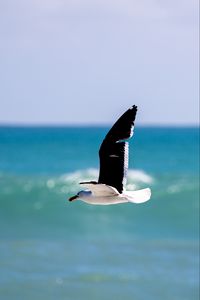 Preview wallpaper seagull, bird, wings, flight, blur