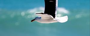 Preview wallpaper seagull, bird, wings, flight, blur