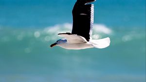 Preview wallpaper seagull, bird, wings, flight, blur