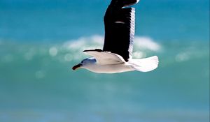 Preview wallpaper seagull, bird, wings, flight, blur