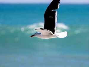 Preview wallpaper seagull, bird, wings, flight, blur