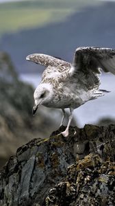 Preview wallpaper seagull, bird, wings, stone