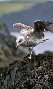 Preview wallpaper seagull, bird, wings, stone