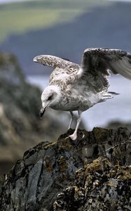 Preview wallpaper seagull, bird, wings, stone