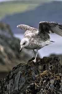 Preview wallpaper seagull, bird, wings, stone