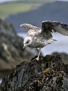 Preview wallpaper seagull, bird, wings, stone