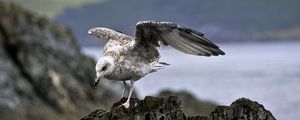 Preview wallpaper seagull, bird, wings, stone