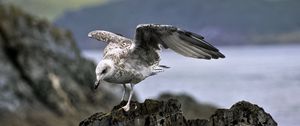 Preview wallpaper seagull, bird, wings, stone