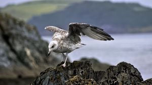 Preview wallpaper seagull, bird, wings, stone