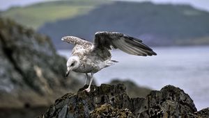 Preview wallpaper seagull, bird, wings, stone