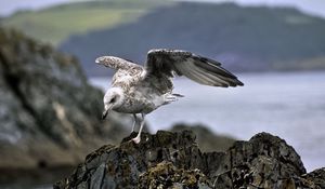 Preview wallpaper seagull, bird, wings, stone