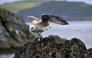 Preview wallpaper seagull, bird, wings, stone