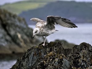 Preview wallpaper seagull, bird, wings, stone