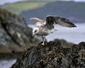 Preview wallpaper seagull, bird, wings, stone