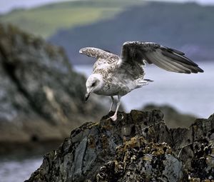 Preview wallpaper seagull, bird, wings, stone