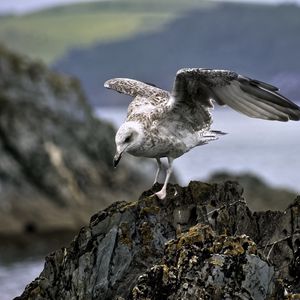 Preview wallpaper seagull, bird, wings, stone