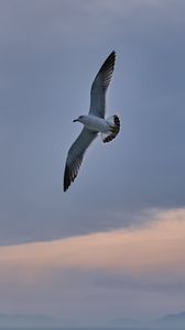 Preview wallpaper seagull, bird, wings, flight, sky