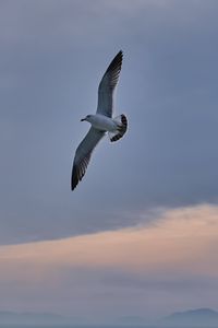 Preview wallpaper seagull, bird, wings, flight, sky