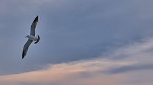 Preview wallpaper seagull, bird, wings, flight, sky