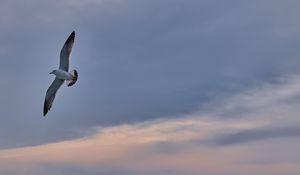 Preview wallpaper seagull, bird, wings, flight, sky