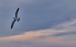 Preview wallpaper seagull, bird, wings, flight, sky