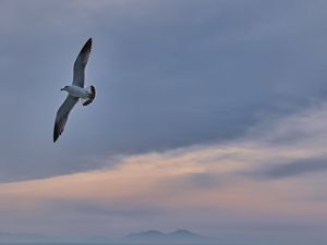 Preview wallpaper seagull, bird, wings, flight, sky