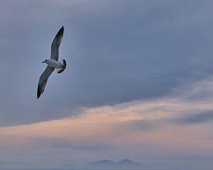 Preview wallpaper seagull, bird, wings, flight, sky