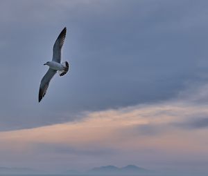 Preview wallpaper seagull, bird, wings, flight, sky