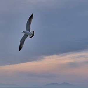 Preview wallpaper seagull, bird, wings, flight, sky