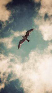 Preview wallpaper seagull, bird, wings, sky, clouds