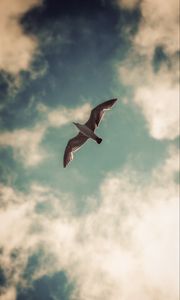 Preview wallpaper seagull, bird, wings, sky, clouds