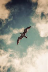 Preview wallpaper seagull, bird, wings, sky, clouds