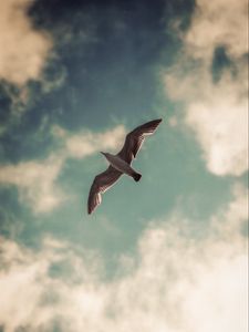 Preview wallpaper seagull, bird, wings, sky, clouds