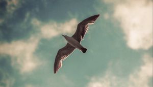 Preview wallpaper seagull, bird, wings, sky, clouds