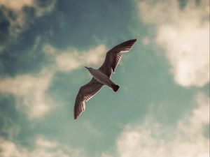 Preview wallpaper seagull, bird, wings, sky, clouds