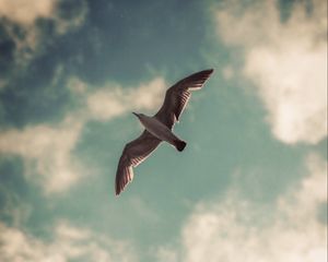 Preview wallpaper seagull, bird, wings, sky, clouds