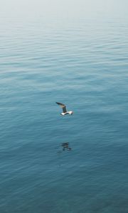 Preview wallpaper seagull, bird, wings, flight, sea