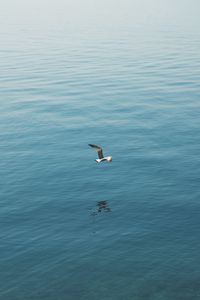 Preview wallpaper seagull, bird, wings, flight, sea