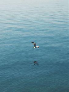 Preview wallpaper seagull, bird, wings, flight, sea