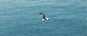 Preview wallpaper seagull, bird, wings, flight, sea